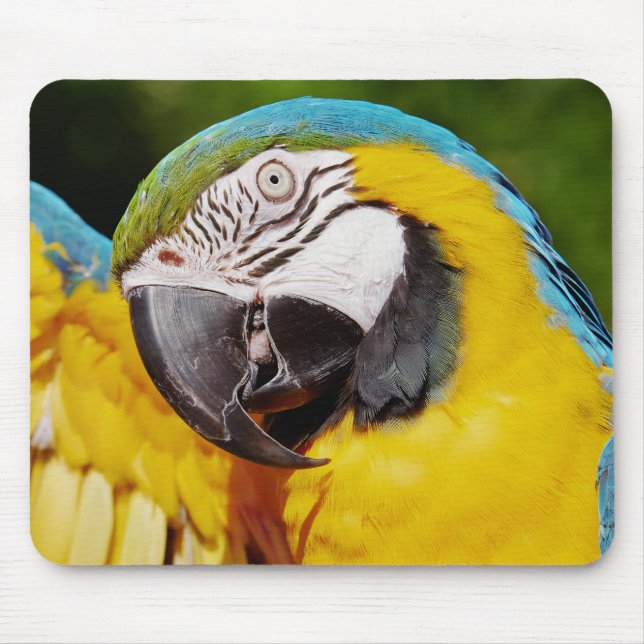 Tapis De Souris Perroquet bleu et or macaw (Devant)