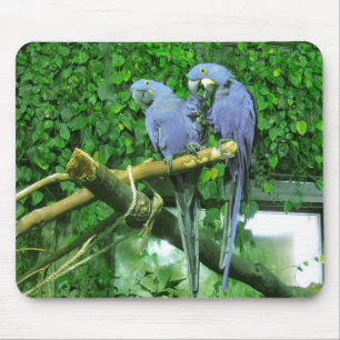 Tapis De Souris Perroquets jumeaux bleus