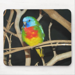 Tapis De Souris Perruche Écarlate-Chested - splendida de Neophema