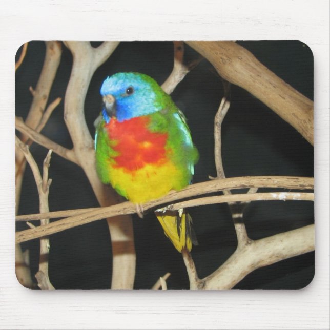 Tapis De Souris Perruche Écarlate-Chested - splendida de Neophema (Devant)