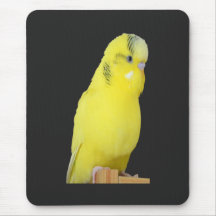 perruche jaune mignonne