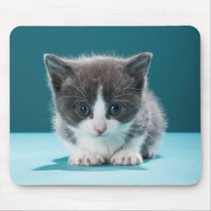 Tapis De Souris Petit chaton