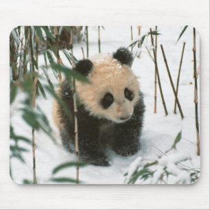 Tapis De Souris Petit panda sur la neige, Wolong, Sichuan, Chine