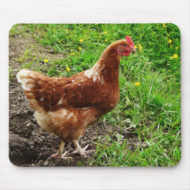 Tapis De Souris Petit poulet rouge - couche libre d'oeufs de gamme (Devant)