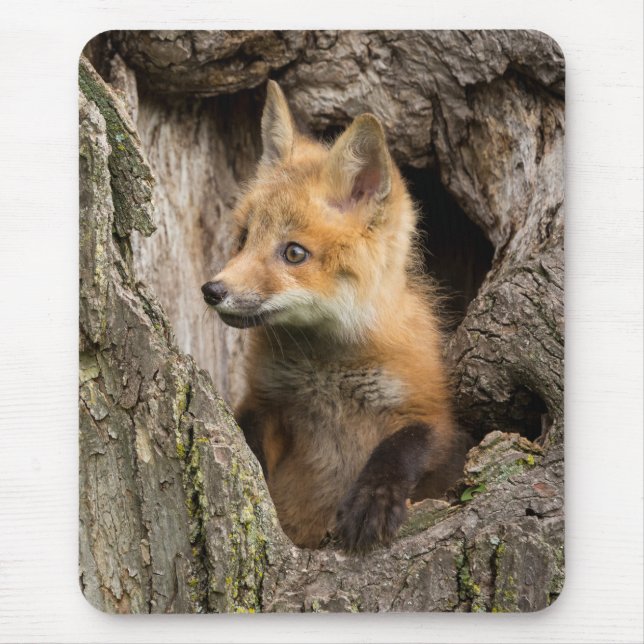 Tapis De Souris Petit renard rouge dans le creux d'un arbre (Devant)
