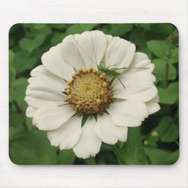 Tapis De Souris Petite sauterelle à fleurs blanches (Devant)
