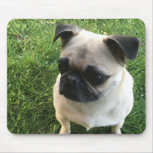 Tapis De Souris Photo carlin Puppy