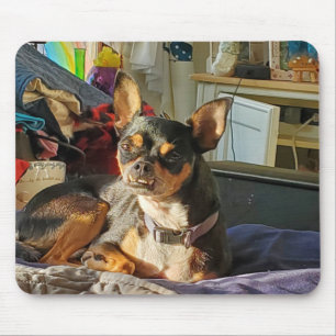 Tapis De Souris Photo Chihuahua Chig personnalisée