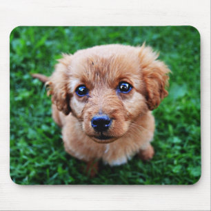 Tapis De Souris Photo de chiot adorable
