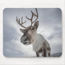 Photo de renne dans la nature