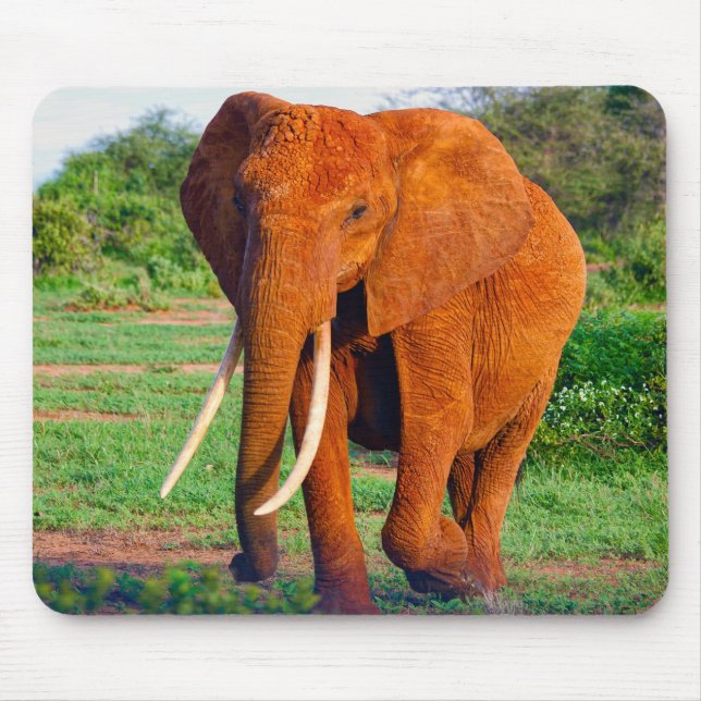 Tapis De Souris Photo d'éléphant d'Afrique adulte (Devant)
