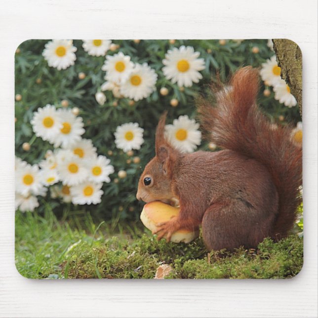 Tapis De Souris Photo d'un écureuil roux mignon et de marguerites (Devant)
