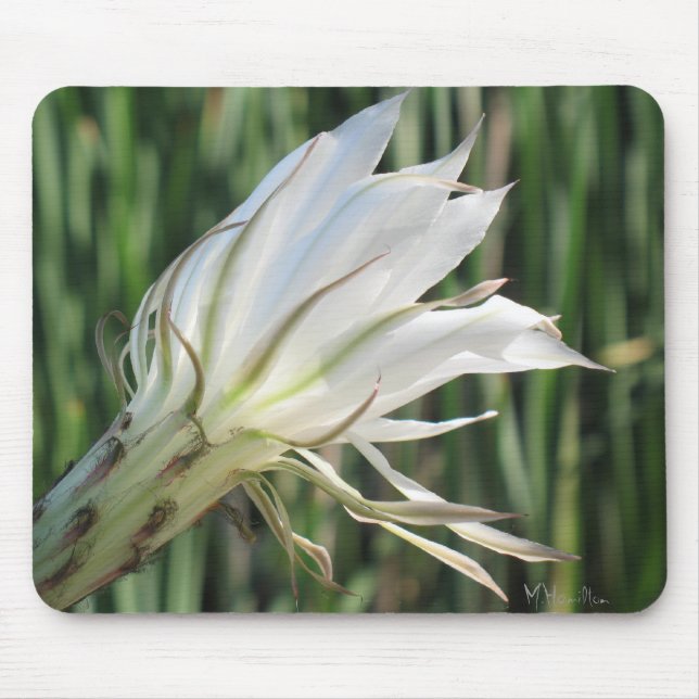 Tapis De Souris Photo Fleur Cactus Mousepad (Devant)