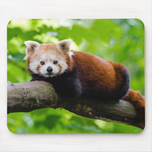 Tapis De Souris Photo Red Panda Bear (Devant)