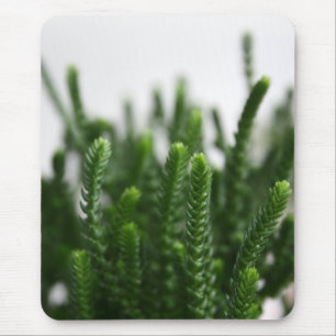 Tapis De Souris Photo succulente verte Mousepad de nature d'usine