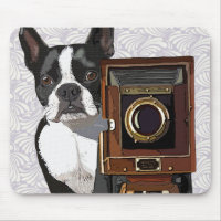 Photographe Boston Terrier 2