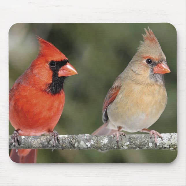Tapis De Souris Photographie cardinale du nord Mousepad (Devant)