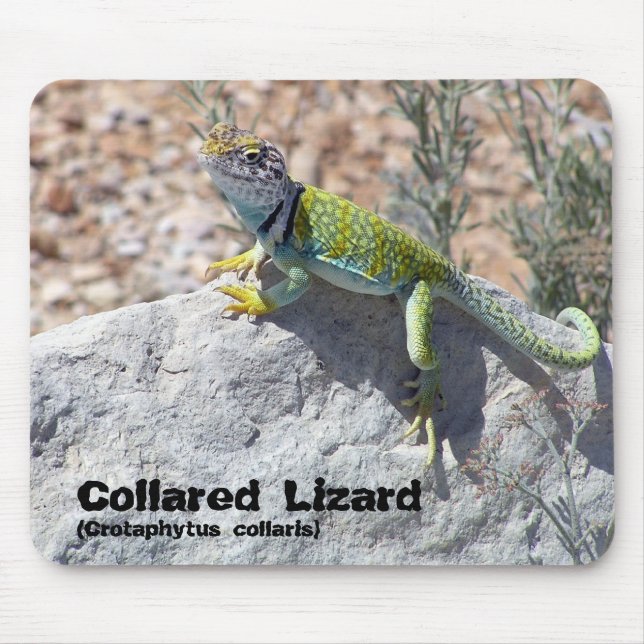 Tapis De Souris Photographie colletée de plan rapproché de lézard (Devant)