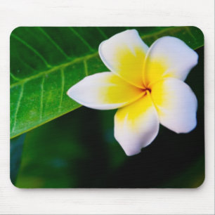 Tapis De Souris Photographie de fleurs de plumeria