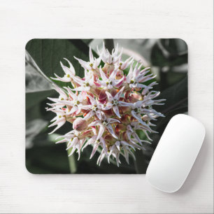 Tapis De Souris Photographie de l'Asclépiade blanche, fleur sauvag