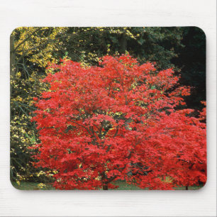 Tapis De Souris Photographie d'un érable japonais rouge vibrant d'