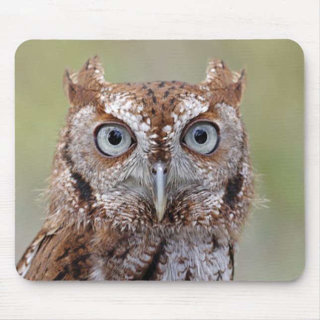 Tapis De Souris Photographie orientale de hibou de cri strident (Devant)