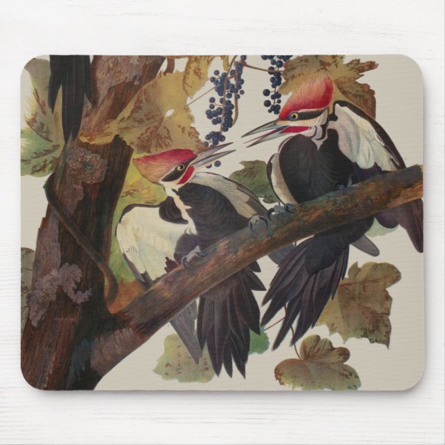 Tapis De Souris Pic Pilé Audubon Oiseau Faune Peinture (Devant)