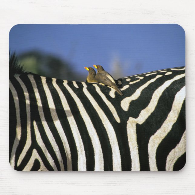 Tapis De Souris Pic rouge sur un dos de Zèbre - Zimbabwe (Devant)