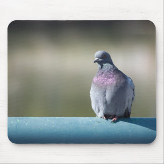 Tapis De Souris Pigeon
