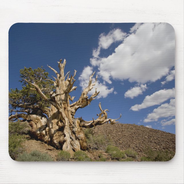 Tapis De Souris Pin Bristlecone dans l'Ancient Bristlecone Forest, (Devant)