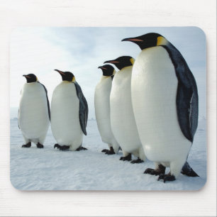 Tapis De Souris Pingouins d'empereur alignés