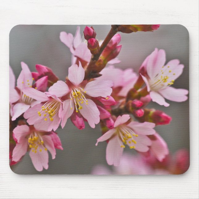Tapis De Souris Pink Against A Gray Sky Japanese Cherry Blossoms (Devant)