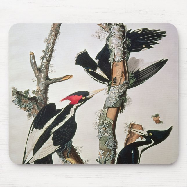 Tapis De Souris pivert Ivoire-affiché, des 'oiseaux d'America (Devant)