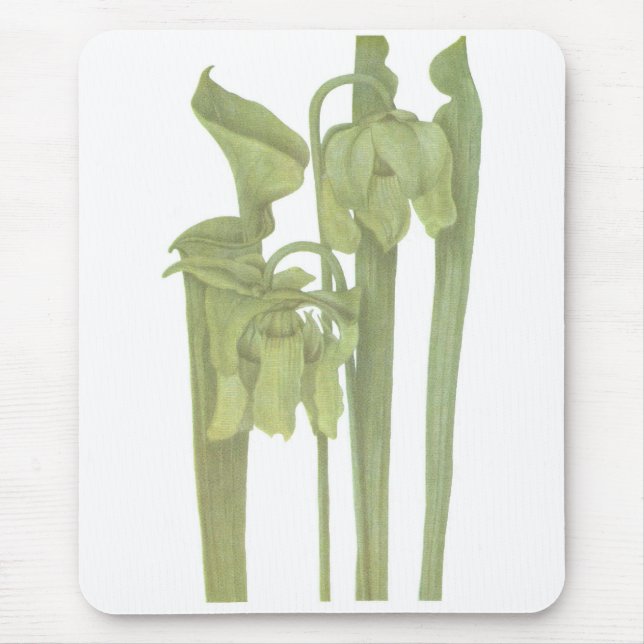 Tapis De Souris Plante carnivore - Sarracenia flava (Devant)