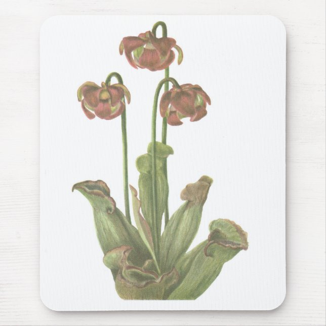 Tapis De Souris Plante carnivore - Sarracenia purpurea (Devant)