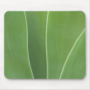 Tapis De Souris Plante d'Agave de près