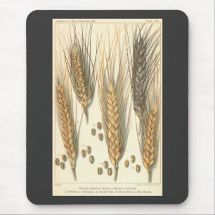 Tapis De Souris Plante de blé résistante à la sécheresse, agricult