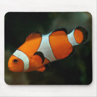 Poisson clown