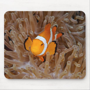 Tapis De Souris Poisson clown - Molokai, falaise de la rive nord