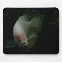 Poisson dans un réservoir