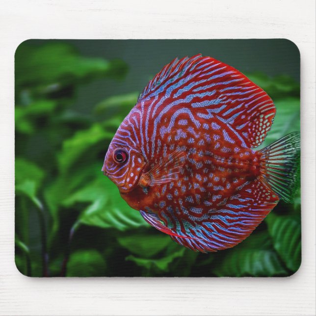 Tapis De Souris poisson, discus, eau (Devant)