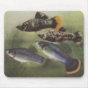Tapis De Souris Poisson - Mollies - Poecilia sphenops