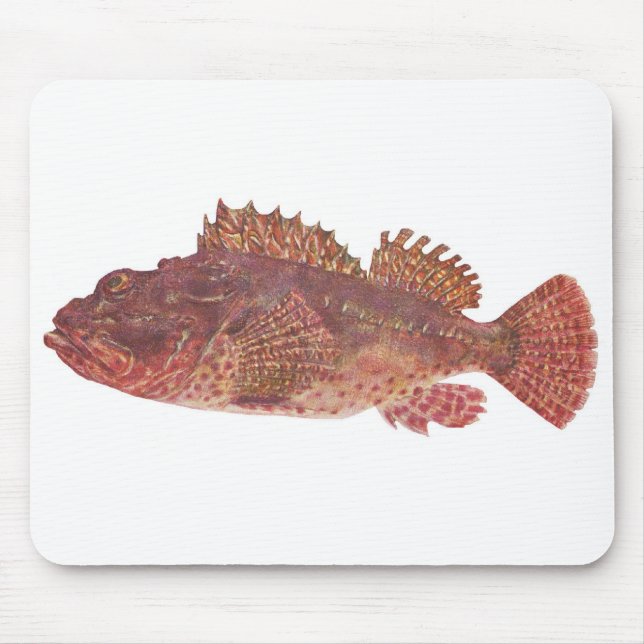 Tapis De Souris Poisson - Morue de Red Rock - Scorpaena cardinalis (Devant)