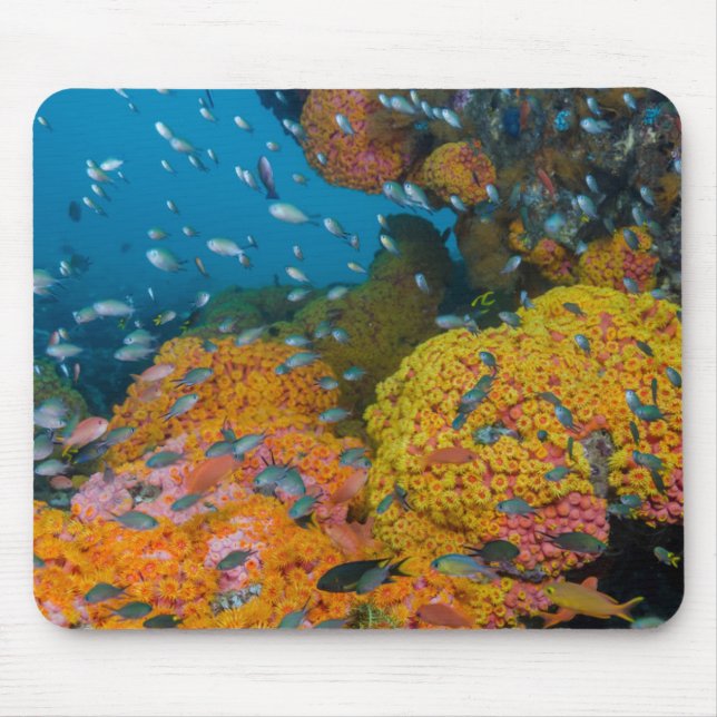 Tapis De Souris Poisson Parmi La Barrière De Corail (Devant)