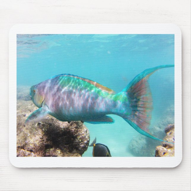 Tapis De Souris Poisson perroquet Hawaii (Devant)