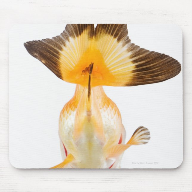 Tapis De Souris Poisson rouge (Carassius auratus) 2 (Devant)