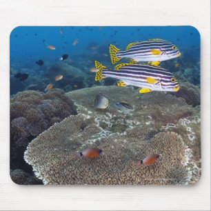 Tapis De Souris Poisson Sweetlip