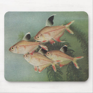 Tapis De Souris Poisson - Tetra Rosy - Hyphessobrycon rosaceus