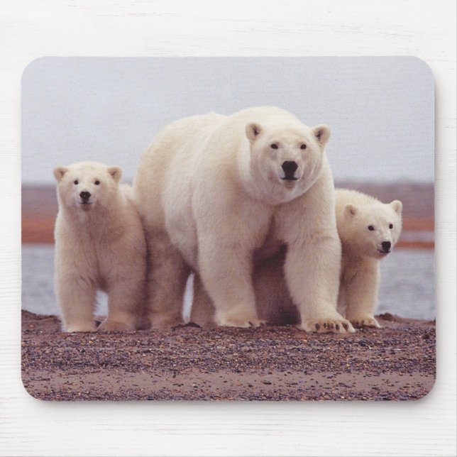 Tapis De Souris Polar Bear Mother and Cubs Photo (Devant)