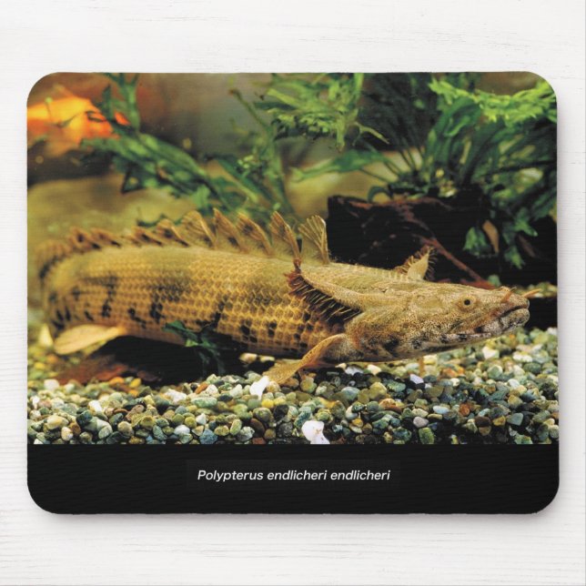 Tapis De Souris Polypterus Endlicheri Endlicheriの 幼 の 魚 マ ♥ パ ド (Devant)